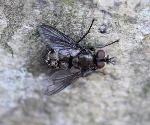 Lypha dubia